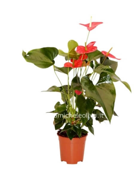 Pianta di anthurium
