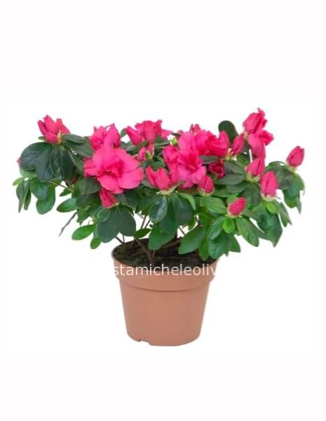 Pianta di Azalea
