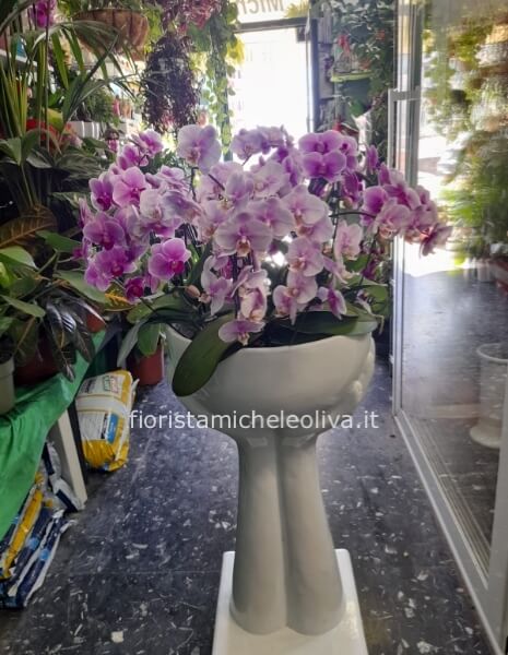 Sfavillante coppa di orchidee phanalops miste